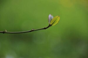 Pročitajte više o članku Razlog više zašto manje