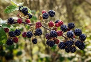 Pročitajte više o članku Brz i brži desert sa kupinama